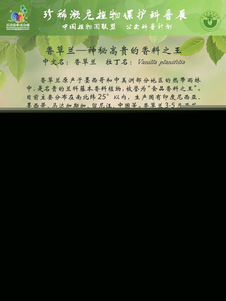 珍稀濒危植物?；た破照?香草兰-神秘高贵的香料之王